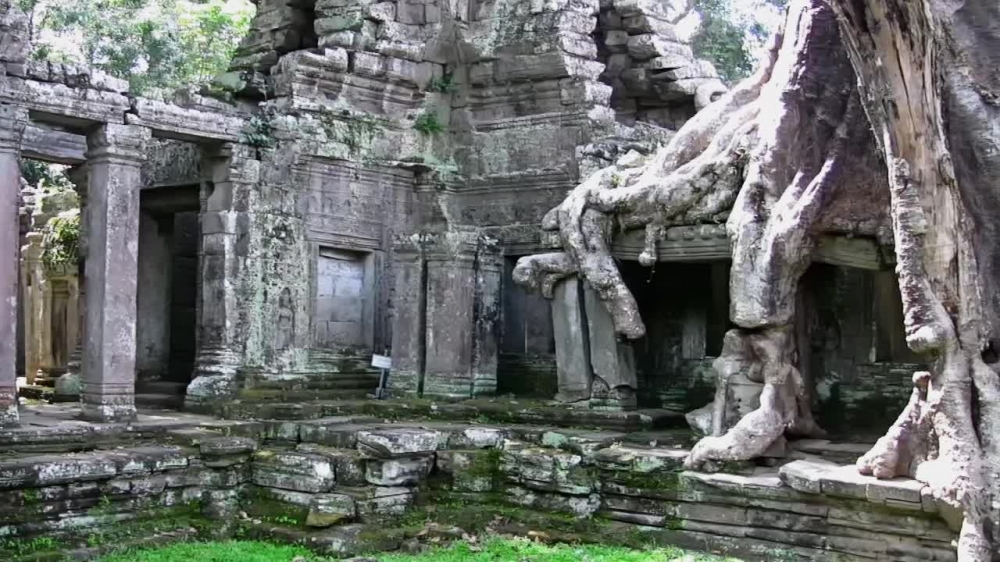 large  engulfs temple at angor wat cambodia