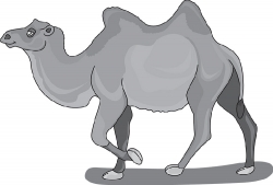 bacterian camel gray