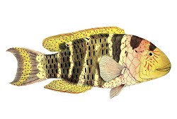 black stripped yellow fish illustration clipart