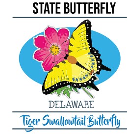 delaware state butterfly tiger tailed swallowtail butterfly vect