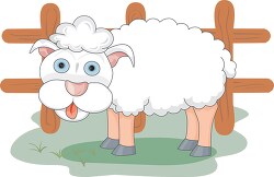 farm animals sheep in field 2021