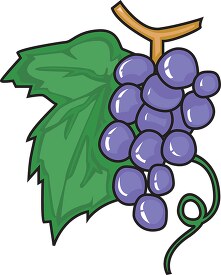 fresh purple grapes on stem clipart