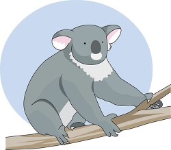 gray koala bear sits on tree branch