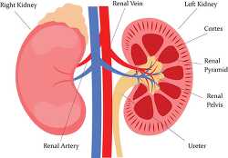 human kidney diagram anatomy clipart