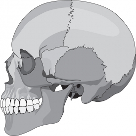 human skull side view anatomy gray color