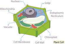 illustration cross section plant cell diagram clipart