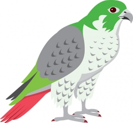 peregrine-falcon-bird-of-prey-gray color