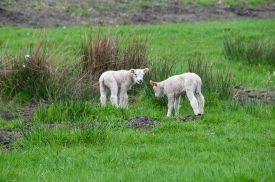  two lambs in sheep farm holland 5069