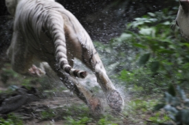  white tiger running in water