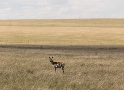 A lone antelope on the Laramie Plains Wyoming