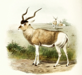 addax antelope color llustration