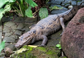 Alligator Bali Reptile Park Image 6247