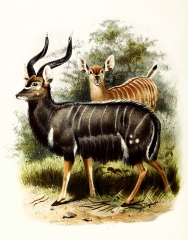 angus antelope color Illustration