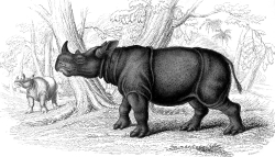 Animal Illustration Two Horned Sumatran Rhinoceros