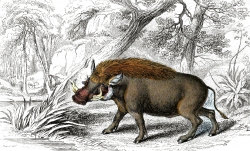 Animal Illustration Warthog