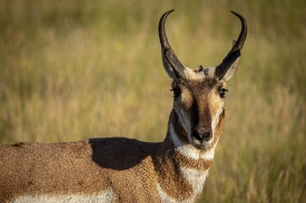 antelope grazes in the Gravelly Mountain Range