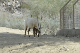 arabian oryx animal 47