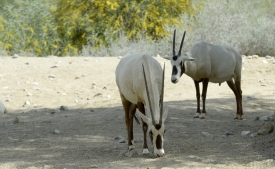 arabian oryx animal 51A