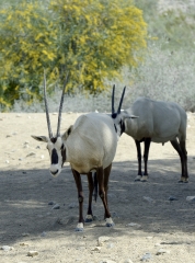 arabian oryx animal 56A