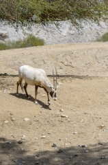 arabian oryx animal 64