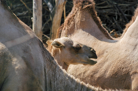 baby camel walking between adult camel 223