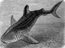 basking shark bw animal illustration