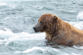 bear sitting in water