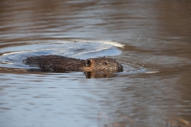 beaver swims in a pond on the tundra