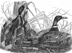 bird illustration mallards