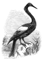 bird illustration snake bird