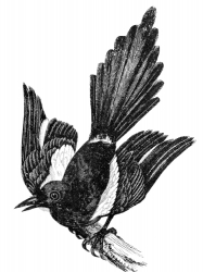 bird-illustration