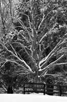 Black and White Snow covered tree