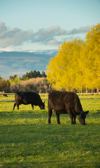 Black cows graze on farmland