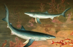 blue shark color historic illustration