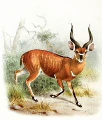 broad horned antelope color Illustration