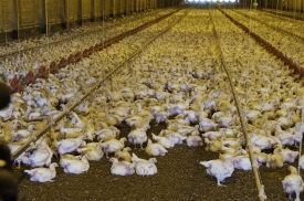 Broilers on chicken Farm 