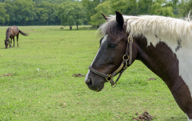 Brown-and-white-spotted-horse-on-farm-side-view-photo