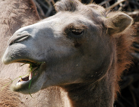 camel side view mouth open 2226
