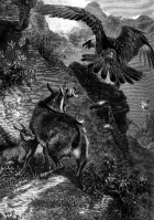 chamois animal historical illustration