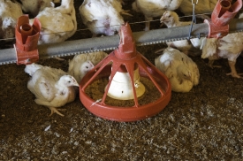 chicken Farm