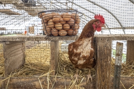 chicken next to basket of fesh eggs