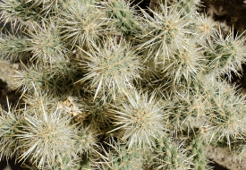 closeup desert cactus