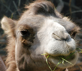 closeup front view camel face with food in moth 2231