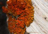 closeup of red lichen