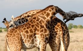 closeup reticulated giraffes twisting necks in grasslands kenya 