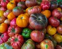 Colorful fresh ripened heirloom tomatoes