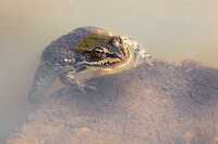 Columbia spotted frog in the water