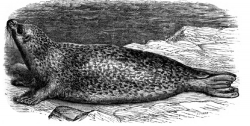 common seal animal historical illustration