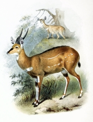 decula antelope color Illustration