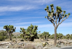 desert joshua tree national park 3104